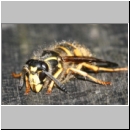 Dolichovespula sylvestris - Waldwespe w01a.jpg